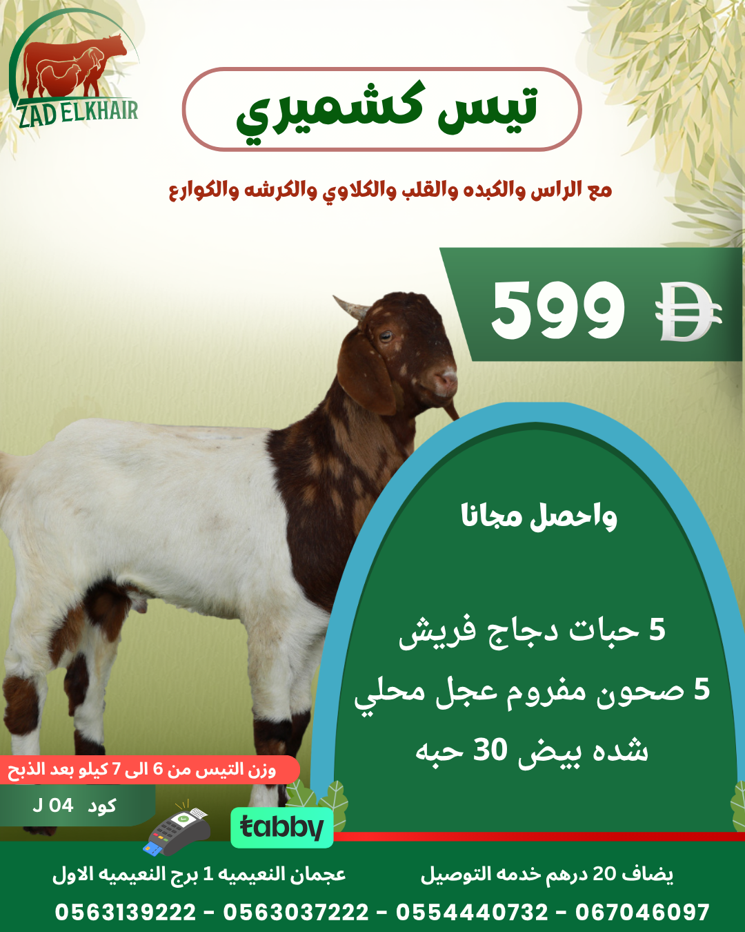 تيس كشميري ذبح محلي كود J 04