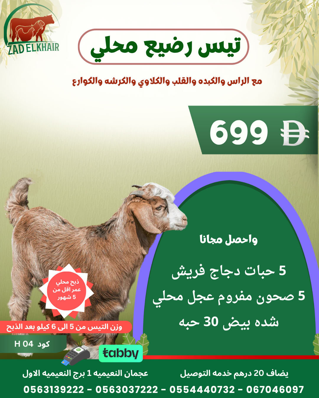 تيس رضيع محلي كود H 04