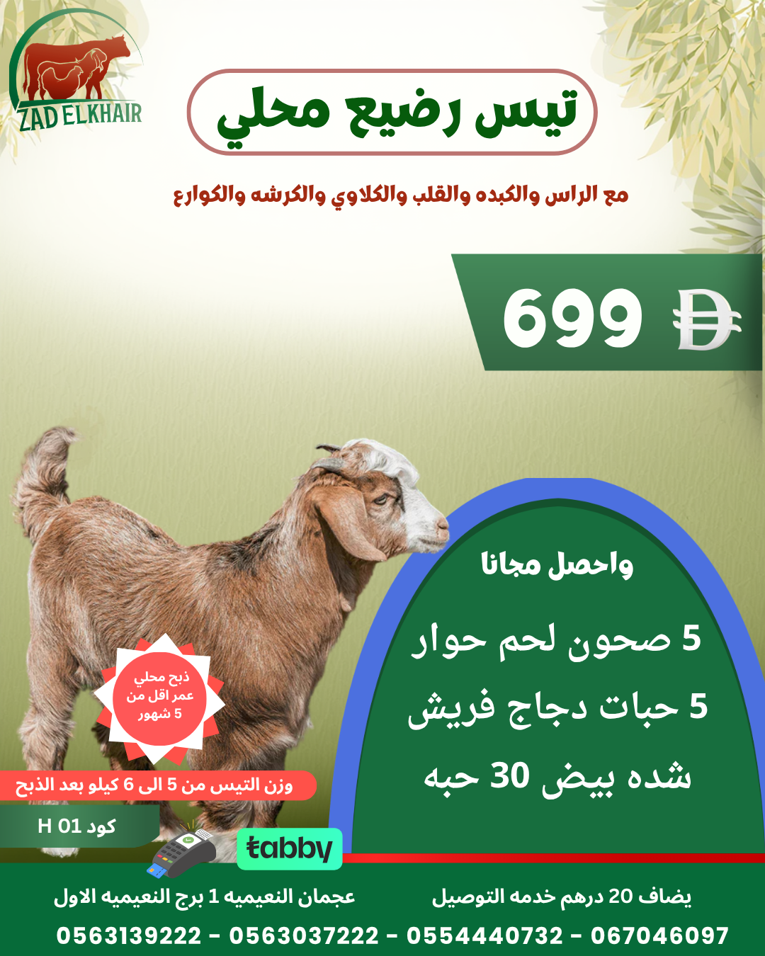 تيس رضيع محلي كود H 01